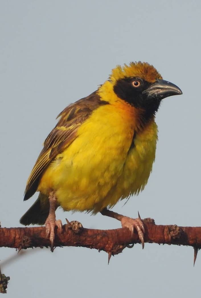Speke's Weaver Birding